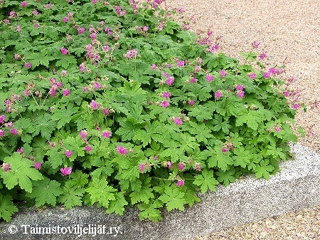 Geranium macrorrhizum  'Bevan's Variety'